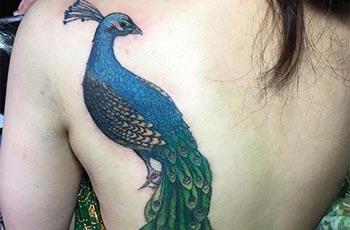 Best peacock tattoo designs